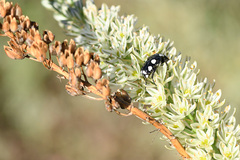 Mausoleopsis amabilis