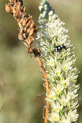 Mausoleopsis amabilis