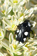 Mausoleopsis amabilis