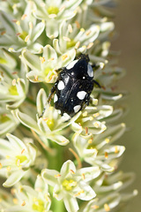 Mausoleopsis amabilis