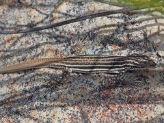 Pedioplanis burchelli