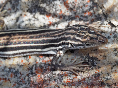 Pedioplanis burchelli