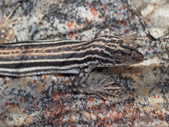 Pedioplanis burchelli