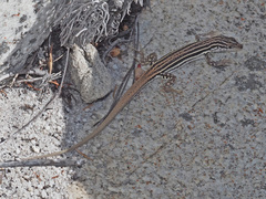 Pedioplanis burchelli