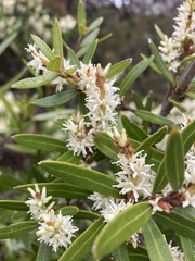 Orites diversifolius