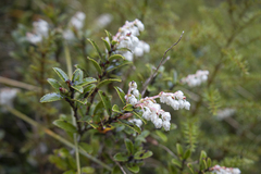 Gaultheria crassa