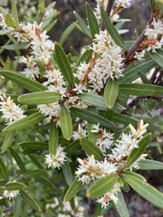 Orites diversifolius