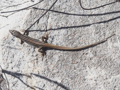 Pedioplanis burchelli