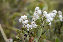 Gaultheria crassa