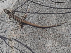 Pedioplanis burchelli