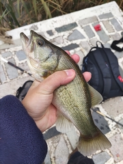 Micropterus salmoides