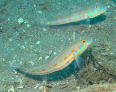 Valenciennea puellaris