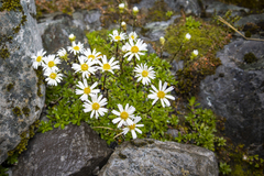 Celmisia bellidioides