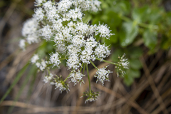 Gingidia montana