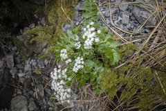Gingidia montana