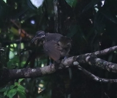 Ptiloris victoriae
