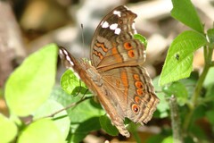 Junonia natalica