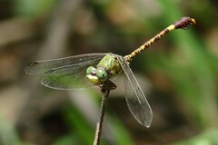 Paragomphus genei