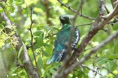 Chrysococcyx caprius