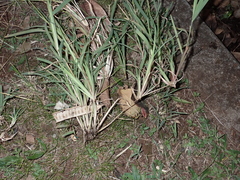 Chloris pycnothrix