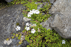 Ourisia caespitosa