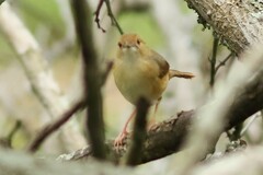 Cisticola erythrops