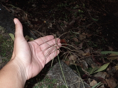 Chloris pycnothrix