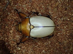 Anoplognathus macleayi