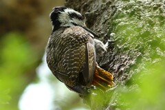 Chloropicus namaquus