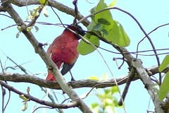 Cinnyricinclus leucogaster