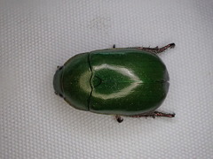 Anoplognathus punctulatus