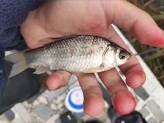 Carassius auratus
