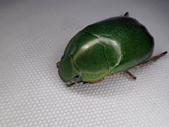 Anoplognathus punctulatus