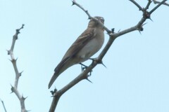 Gymnoris superciliaris