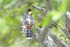 Trachyphonus vaillantii