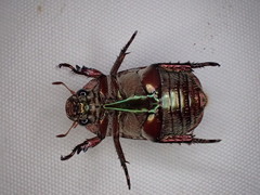 Anoplognathus punctulatus