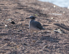 Ichthyaetus leucophthalmus