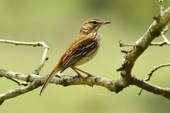 Cercotrichas leucophrys