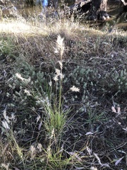 Rytidosperma duttonianum