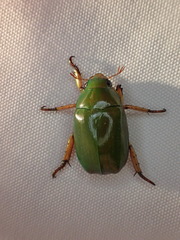 Anoplognathus smaragdinus