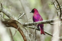 Cinnyricinclus leucogaster