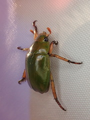 Anoplognathus smaragdinus