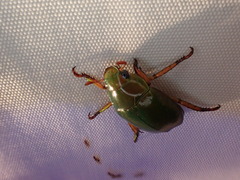 Anoplognathus smaragdinus