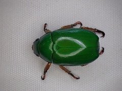 Anoplognathus smaragdinus