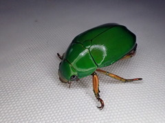 Anoplognathus smaragdinus