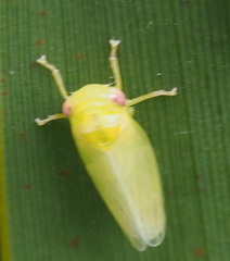 Iassinae
