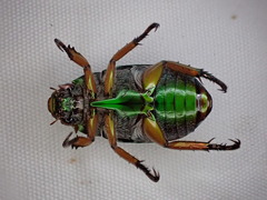 Anoplognathus smaragdinus