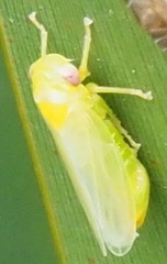 Iassinae