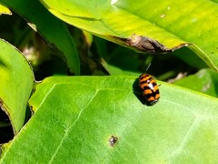 Cryptocephalus trifasciatus