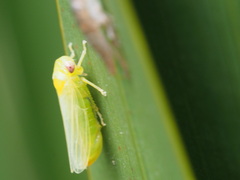 Iassinae